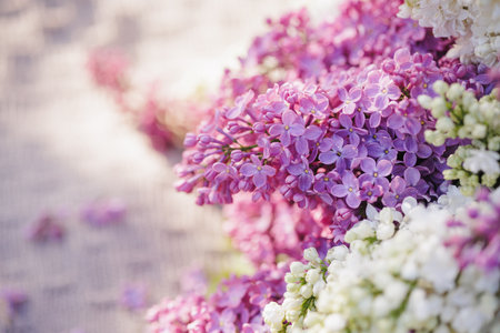 Close-up of a lilac bouquet in full bloom, bathed in warm sunlight, with a soft-focus green garden...