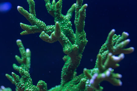 Close-up of a vibrant green coral with detailed textures and branching structure, illuminated under blue light in an underwater macro shot.の写真素材
