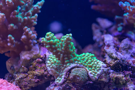 Close-up of a vibrant green coral with detailed textures and branching structure, illuminated under blue light in an underwater macro shot.の写真素材