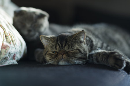 Two adorable cats sleeping peacefully on a couch, one with a flat face and the other with a round face, showcasing their relaxed demeanor.の写真素材