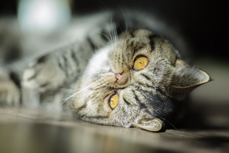 Cute tabby cat with golden eyes lies on the floor in soft sunlight, gazing upside down with a relaxed and curious expression.の写真素材