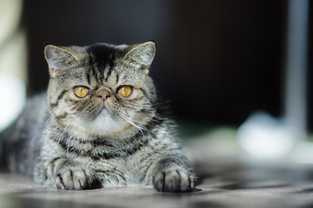Grumpy-looking tabby cat with golden eyes stretches out on the floor, basking in warm sunlight with a relaxed yet serious expression.の写真素材