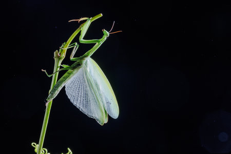Macro shot of a green praying mantis displaying wings while perched on a stem against a dark studio background.の写真素材