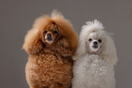 Portrait of two elegant poodles, apricot and white, sitting side by side on gray studio background,...