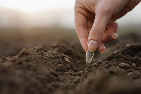 Close-up of a hand planting a sunflower seed into fertile soil, symbolizing the beginning, farming, and sustainability.の写真素材