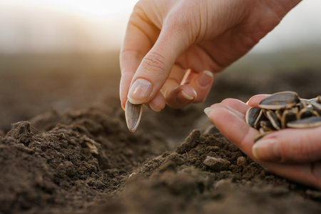 Close-up of hands planting sunflower seeds in fertile soil at sunset, symbolizing farming, hope, and...