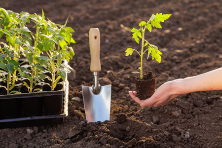 Hand holding tomato seedling over soil with garden tools, ready for planting in vegetable garden at springtime.の写真素材