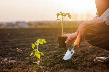Gardener planting tomato seedling in open soil during sunrise, symbolizing sustainable farming and growth.の写真素材