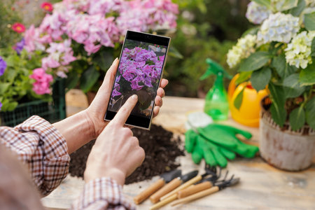 Close-up of gardener using smartphone to photograph blooming pink hydrangea flowers in the garden.の写真素材