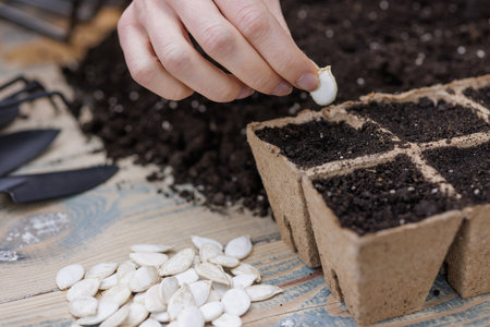 Close-up of a hand planting white pumpkin seeds into biodegradable seedling pots filled with soil on...