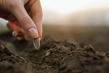 Close-up of female hand planting a sunflower seed into soil at sunrise, concept of growth, hope, and farming.の写真素材