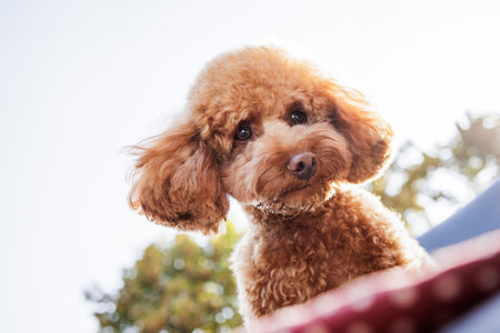 Curious toy poodle with fluffy coat and tilted head, looking directly with expressive eyes in natural daylight.の写真素材