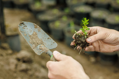 Close-up of gardener's hands holding seedling with roots and trowel, preparing for planting in soil.