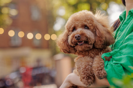 Happy red poodle with fluffy fur being held in arms by owner in bright outdoor urban scene, joyful and relaxed mood.の写真素材