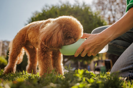 Fluffy poodle drinking water from travel bowl held by owner outdoors on sunny day in green park.の写真素材
