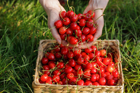 Hands holding fresh ripe cherries over a full basket in the grass. Healthy summer harvest and...