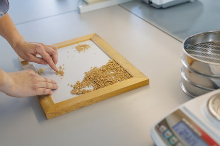 Hands sorting wheat grains in laboratory for quality control and food safety, illustrating...