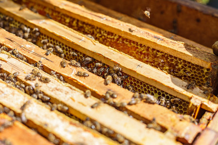 Macro view of bees moving across wooden hive frames with wax and honeycomb during active harvest in...