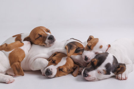 A group of adorable sleeping puppies cuddled together showing animal care, love, and friendship in a cozy setting.の写真素材