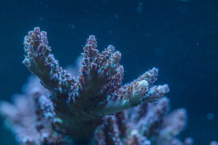 Closeup macro photo of Acropora SPS coral, showing polyps and reef structure in a vibrant marine ecosystemの写真素材