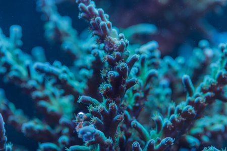 Macro image of Acropora tenuis SPS coral polyps in reef, showing marine biodiversity and underwater ecosystem in detailの写真素材