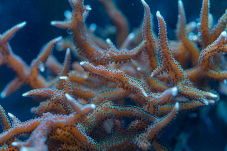 Closeup macro photo of Pocillopora damicornis SPS coral showing branch structure and tiny polyps in marine habitatの写真素材