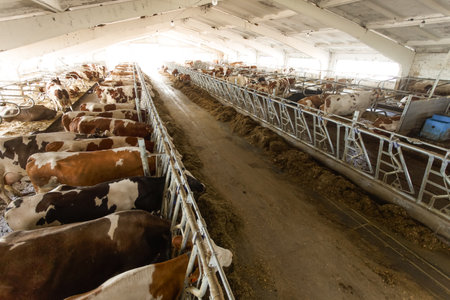 Spacious dairy barn with herd of cows feeding, showcasing modern livestock management and efficient milk productionの写真素材