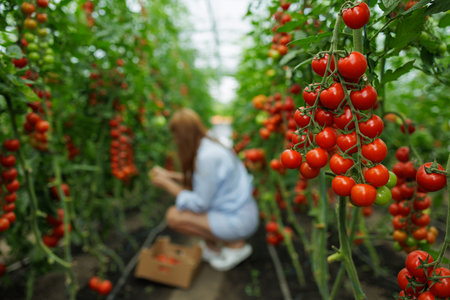 Fresh ripe tomatoes growing in greenhouse, organic eco farm harvest, healthy natural food, sustainable agriculture conceptの写真素材