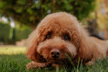Cute fluffy dog lying on green grass, close-up outdoor portrait showing love, joy, and the beauty of...