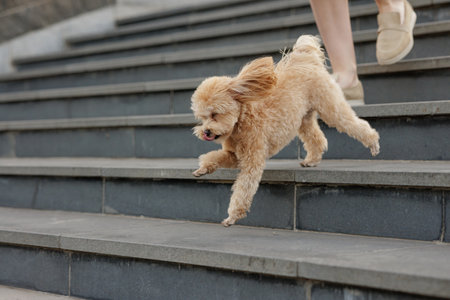 Playful small dog running down outdoor stairs, energetic poodle mix enjoying active lifestyle, perfect for pet and animal themes.の写真素材