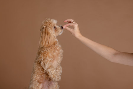 A girl feeds a Maltipoo puppy dry food. taking care of a dog, happy dogs concept.の写真素材