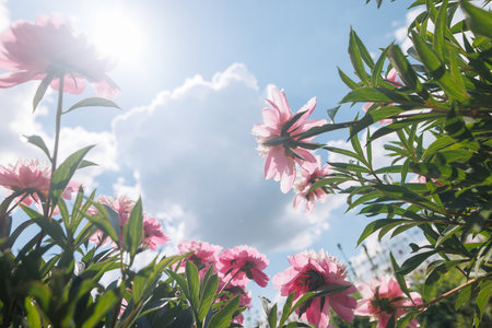 Gazing skyward at the beautiful sight of pink flowers contrasting with a backdrop of a blue sky dotted with fluffy white clouds, selective focusの写真素材