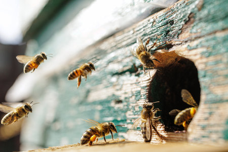 Workers approach a weathered beehive opening with pollen baskets, a macro scene of pollination,...
