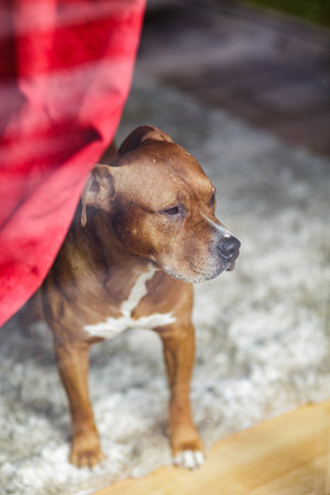Brown mixed breed dog behind a window at home, waiting for its owner, symbol of loyalty, separation, and indoor life.の写真素材