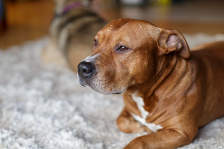Calm brown dog resting on a soft carpet at home, relaxed indoor pet portrait with shallow depth and...