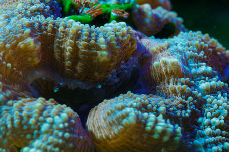 Macro shot of fleshy coral polyps with intricate textures and bioluminescent hues in an underwater reef ecosystem.の写真素材