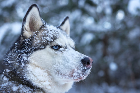 portrait of a beautiful Husky dog in the snow in winter, dog in the snow in winter.の写真素材
