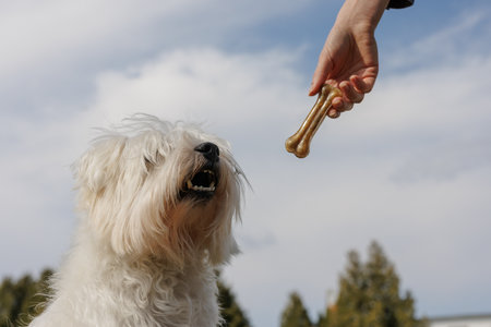 White fluffy dog excitedly looking at a bone-shaped treat held by a human hand against a cloudy sky.の写真素材