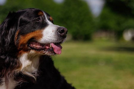 portrait of a large beautiful dog with his tongue hanging out against the sky, Bernese Mountain Dog bottom view,の写真素材