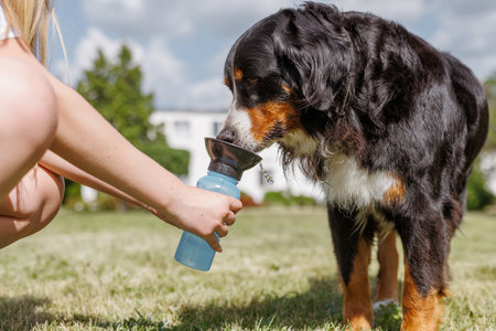 A person pouring water for a Bernese Mountain Dog from a blue cup on a sunny day with a sky backgroundの写真素材
