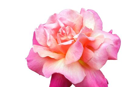 Beautiful rose with an ant on a white background.の写真素材