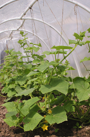 Blooming cucumber seedlings in a greenhouseの写真素材