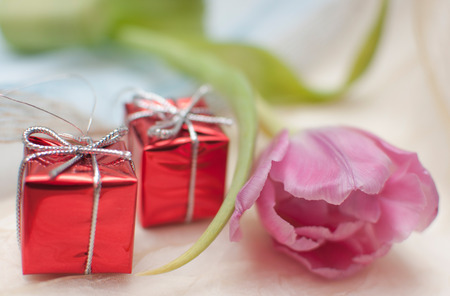 the tulip with the gifts