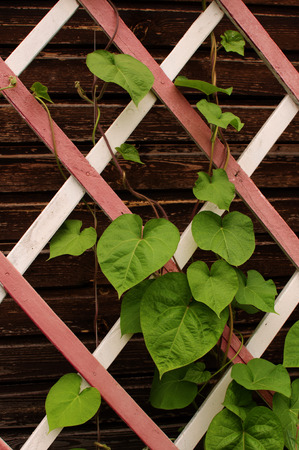 leaves on a wooden latticeの写真素材