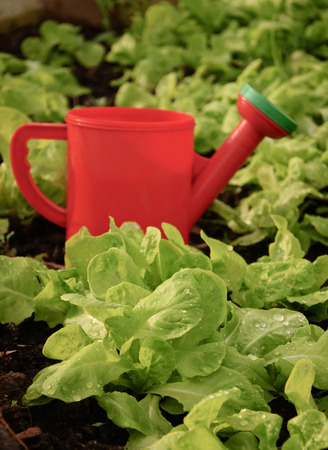 salad leaves after wateringの写真素材