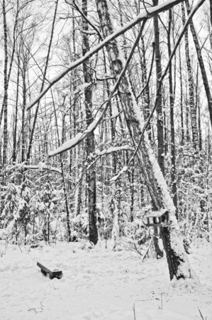 winter landscapeの写真素材