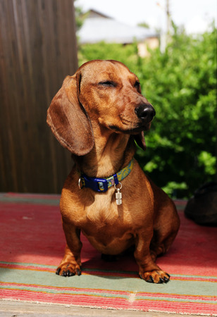 Dachshund sits on the doorstepの写真素材