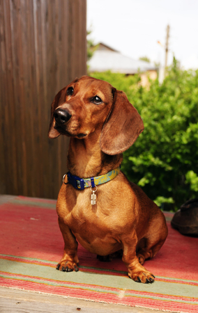 Dachshund sits on the doorstepの写真素材