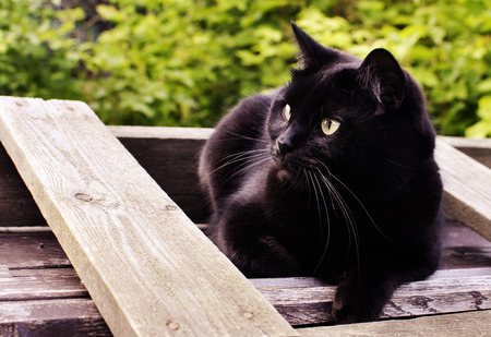Black cat sitting on a wooden desk in the gardenの写真素材