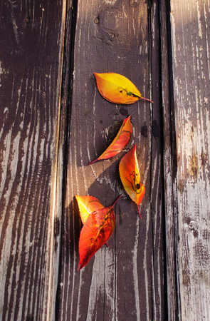 Autumn leaves on a wooden tableの写真素材